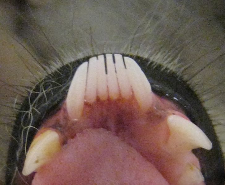 ملف:Lemur catta toothcomb.jpg
