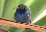 Palestine Sunbird in south hebron.jpg
