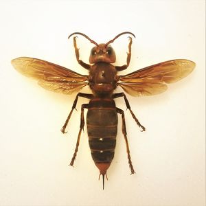 Vespa Mandarinia Magnifica - Filippo Turetta.jpg