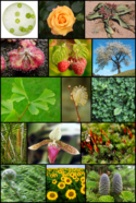 Diversity of plants image version 3.png