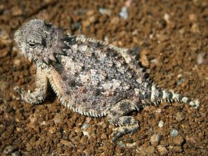 Horned lizard 032507 kdh.jpg