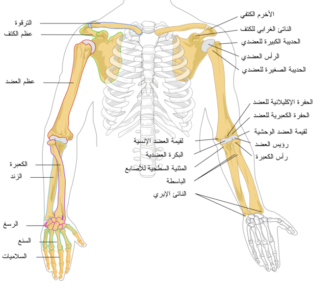 ملف:Human arm bones diagram-ar.svg