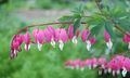 old-fashioned bleeding-heart (Dicentra or Lamprocapnos spectabilis)