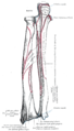 The radius and ulna of the left forearm, posterior surface.