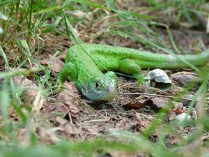 Lacerta viridis f2.jpg