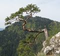 Relict pine on Sokolica, Pieniny, Poland.
