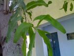 Tacomella leaf.jpg