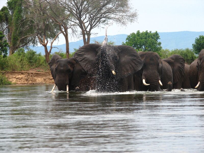 ملف:Zambezi – Elephants crossing the river- 1 ca 12.11.2009.jpg
