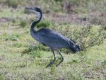 Black-headed Heron (Ardea melanocephala ) RWD.jpg