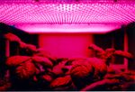 LED panel light source used in an early experiment on potato growth during Shuttle mission STS-73 to investigate the potential for growing food on future long duration missions