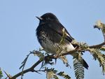 Pied Bushchat (Male) I IMG 8856.jpg