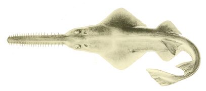 Sawfish are rays with long rostrums resembling a saw. All are now endangered or critically endangered[15]