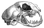A cat skull, a typical skull of a carnivore
