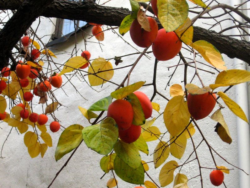 ملف:Hachiya persimmons on tree close-up.jpg