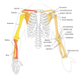 شكل يمثل عظام الذراع عند الإنسان