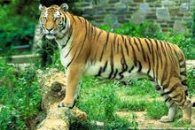 Photograph of a Bengal Tiger