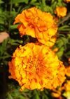 Tagetes-Marigold-Flower 01.jpg