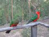 Alisterus scapularis - Australian King Parrot pair.jpg