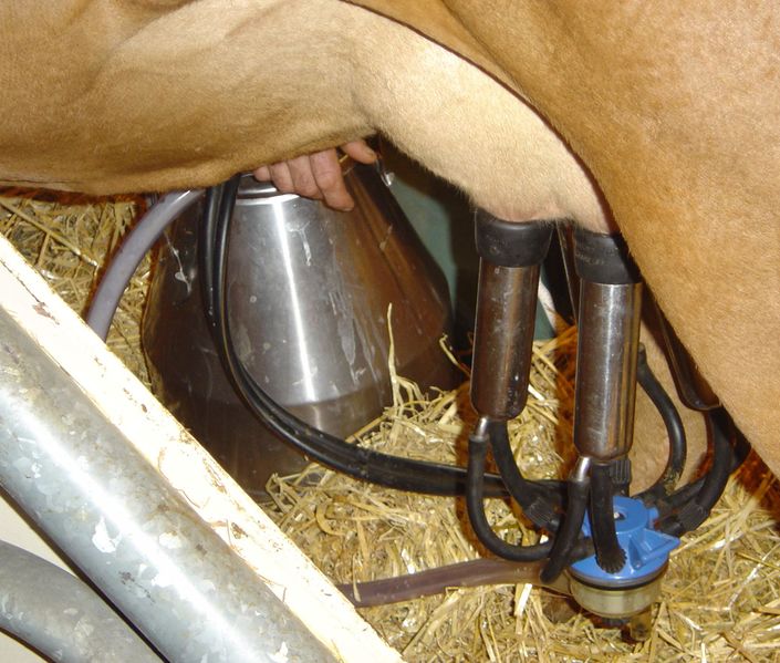 ملف:Cow milking machine in action DSC04132.jpg