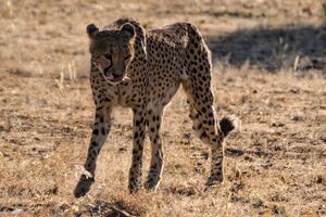 Namibia Otjiwarongo Cheetah Conservation Fund Cheetah Walking4.jpg