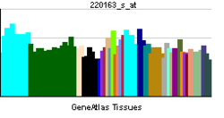 PBB GE HR 220163 s at tn.png