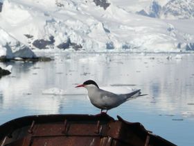 صورة معبرة عن الموضوع خرشنة قطبية جنوبية