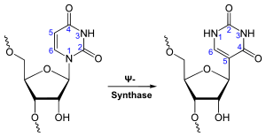 Synthesis of Pseudouridine.svg