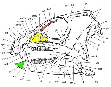 Figure 2 - Heterodontosaurus skull with palpebral bone (red), antorbital fenestra (yellow) and predentary (green) colored.