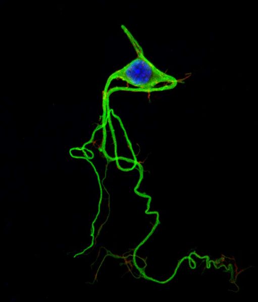 ملف:Neuron colored.jpg