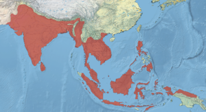 Oriental Darter Range.png