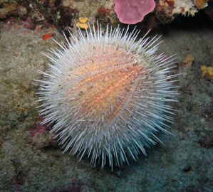 Echinoderm literally means "spiny skin", as this water melon sea urchin illustrates.