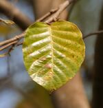 Sal (Shorea robusta)- old leaf at Jayanti, Duars W Picture 122.jpg