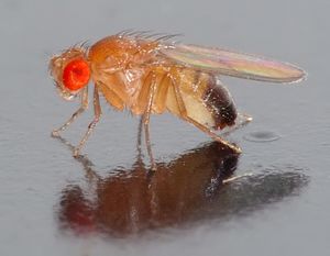 The common fruit fly, "Drosophila melanogaster", has been used extensively for research.