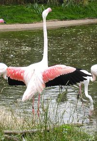 Flamingo.greater.flaps.750pix.jpg