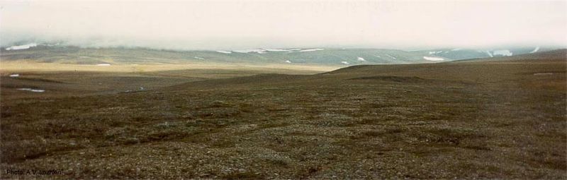 ملف:Wrangel Island tundra.jpg