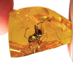 نملة في قطعة كهرمان