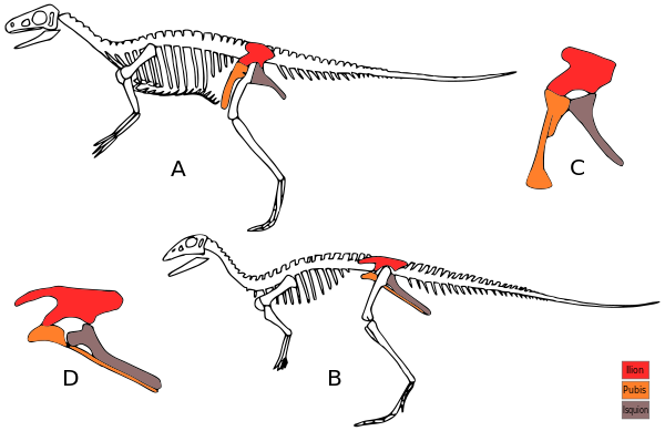 Dino evol 1 modificated ES.svg