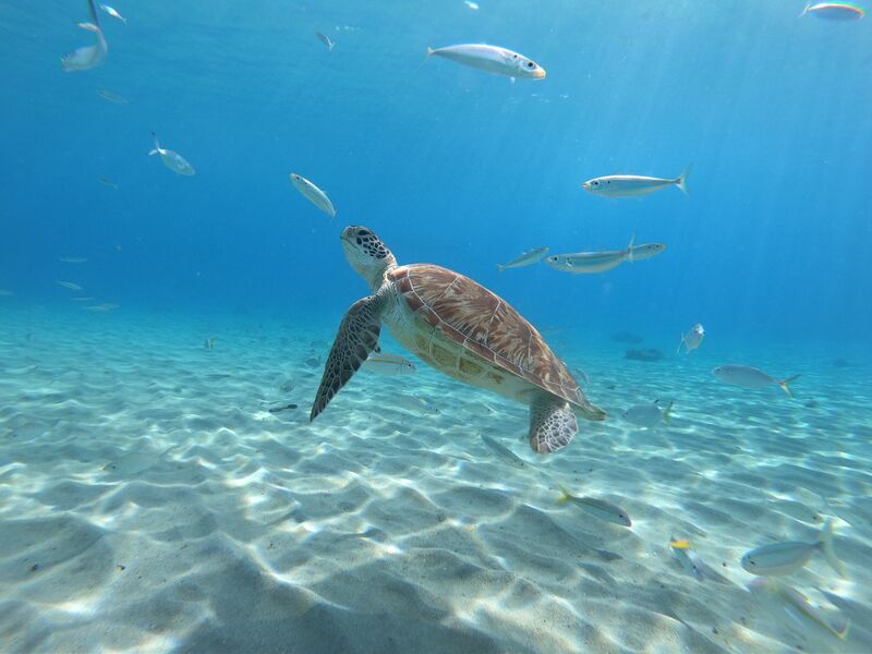 ملف:Green Sea Turtle, Curaçao.jpg