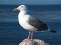 Western Gull in Monterey, الولايات المتحدة