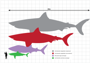 At the top of the picture is a line representing twenty meters. Below this is a gray megalodon silhouette that measures twenty meters, below is a red megalodon silhouette that measures fifteen meters, below is a violet whale shark silhouette that measures ten meters, below is a green great white shark that measures five meters. Standing next to this shark is a black human silhouette that stands two meters.