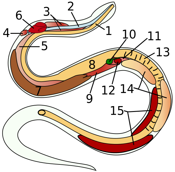 ملف:Snake-anatomy.svg