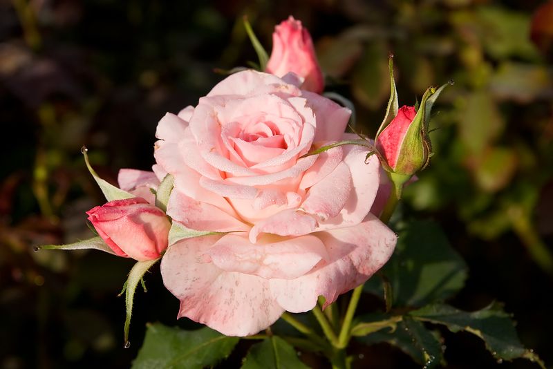 ملف:Bridal pink - morwell rose garden.jpg