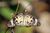 Common acraea (Acraea encedon encedon).jpg