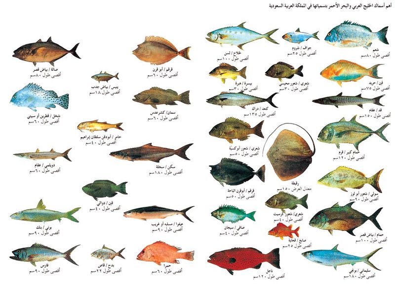المائية مع تتشابه تعيش لأن في البحرية، التي التي العذبة البيئة لها تعيش الأسماك التركيب الأسماك في المائية الأسماك البيئة نفس المياه العذبة