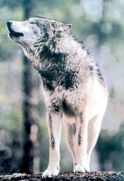 ملف:Gray Wolf in Grand Teton NP-NPS.jpg