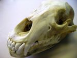 A Grizzly bear's skull