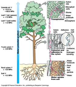 Water transmition from the roots to the top.gif