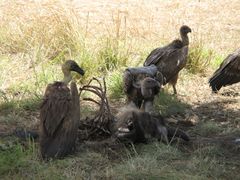 A wake of white-backed vultures eating a wildebeest carcass in Maasai Mara