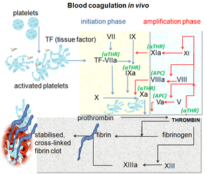 Coagulation in vivo.png