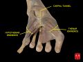 Carpal tunnel and thenar and hypothenar eminences